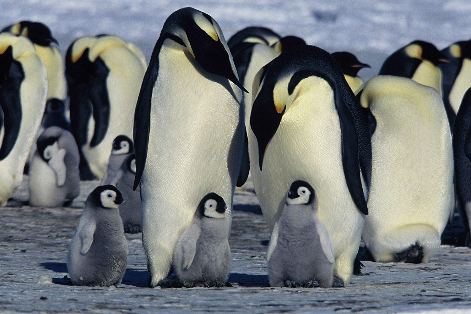 مشاهدة فيلم March Of The Penguins 2005 مترجم HD اون لاين