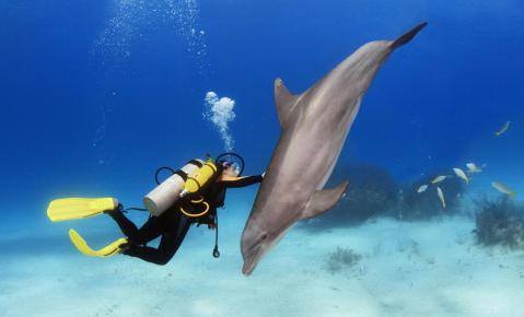 مشاهدة فيلم Diving With Dolphins (2020) مترجم HD اون لاين