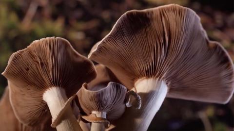 مشاهدة فيلم Fantastic Fungi (2019) مترجم HD اون لاين