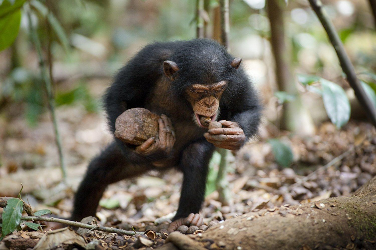 مشاهدة فيلم Chimpanzee 2012 مترجم HD اون لاين